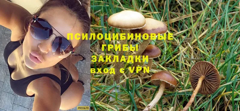 Псилоцибиновые грибы Cubensis  Жуковский 