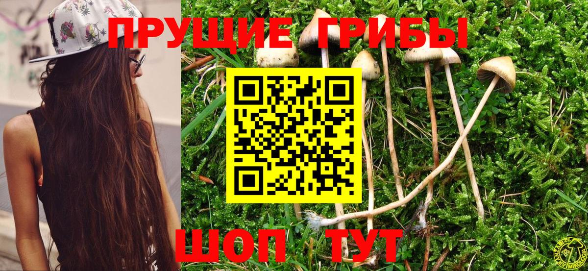 Псилоцибиновые грибы мицелий Жуковский